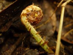 Parapolystichum microsorum. Uncoiling young frond bearing flattened, ovate, brown scales.
 Image: L.R. Perrie © Leon Perrie CC BY-NC 3.0 NZ